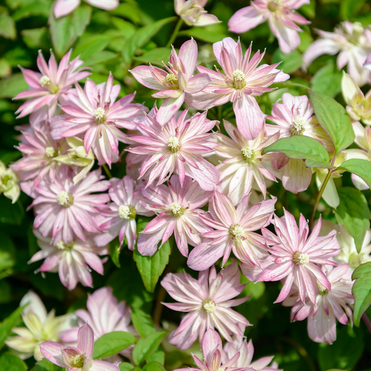 Clematis Montana 'Marjorie' - Roze/gele bosrank