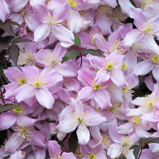 Clematis Montana 'Mayleen' - Roze bosrank