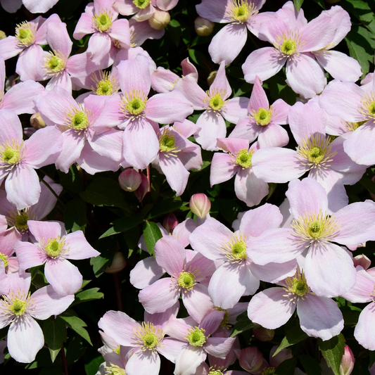 Clematis Montana 'Pink Perfection' - Roze bosrank