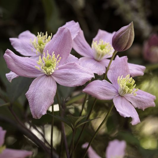 Clematis Montana 'Rubens' - Roze bosrank