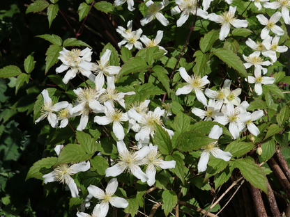 Clematis Montana 'Wilsonii' - Witte bosrank