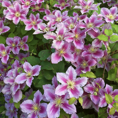 Clematis 'Piilu' - Roze bosrank