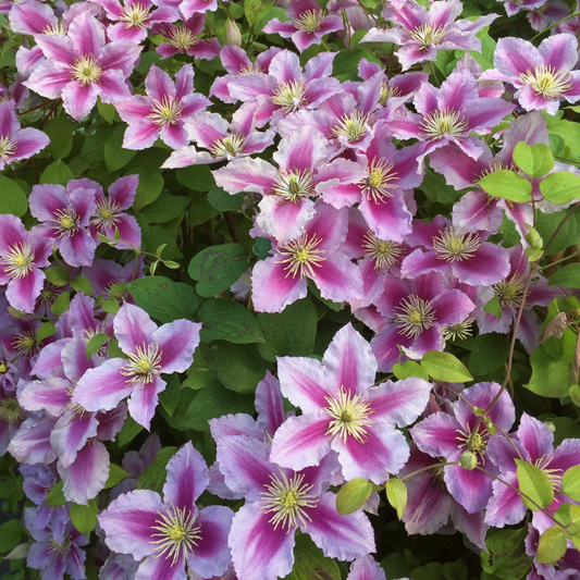 Clematis 'Piilu' - Roze bosrank