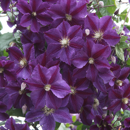 Clematis 'Star of India' - Paarse bosrank