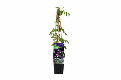 Clematis 'Alpina' - Paarse bosrank
