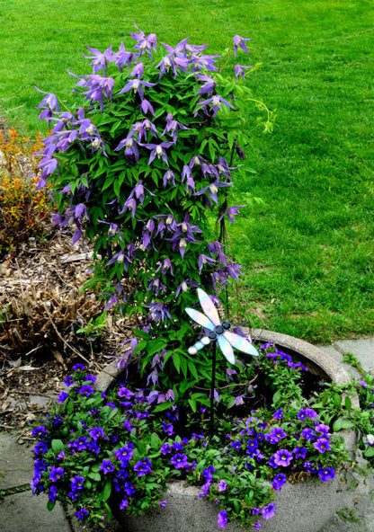Clematis 'Alpina' - Paarse bosrank