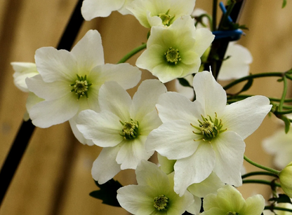 Clematis cartmanii 'Joe' - Witte bosrank
