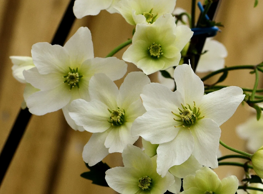 Clematis cartmanii 'Joe' - Witte bosrank