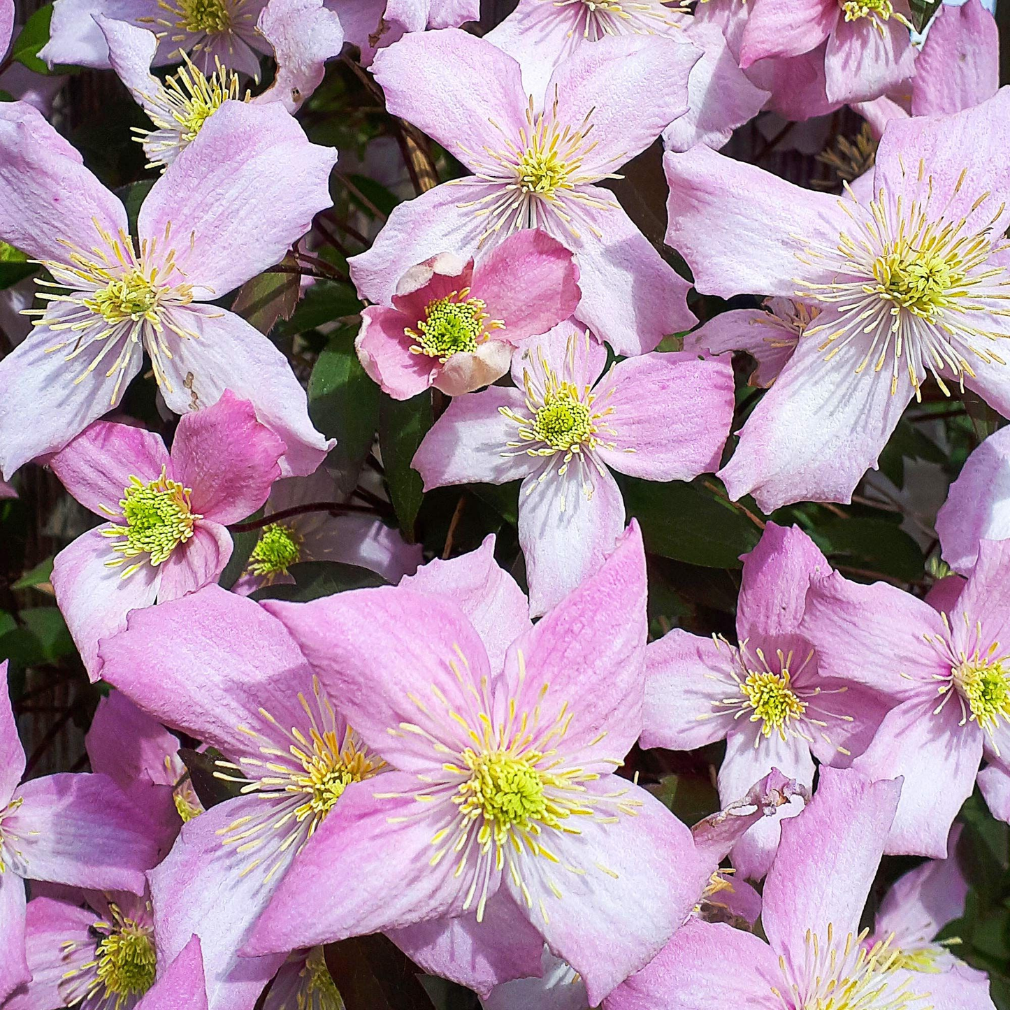 Clematis montana 'Fragrant Spring' - Roze bosrank