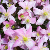 Clematis montana 'Fragrant Spring' - Roze bosrank