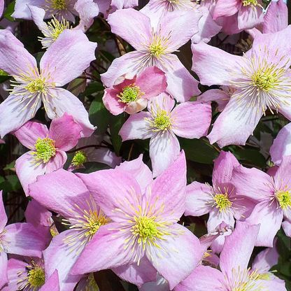 Clematis montana 'Fragrant Spring' - Roze bosrank
