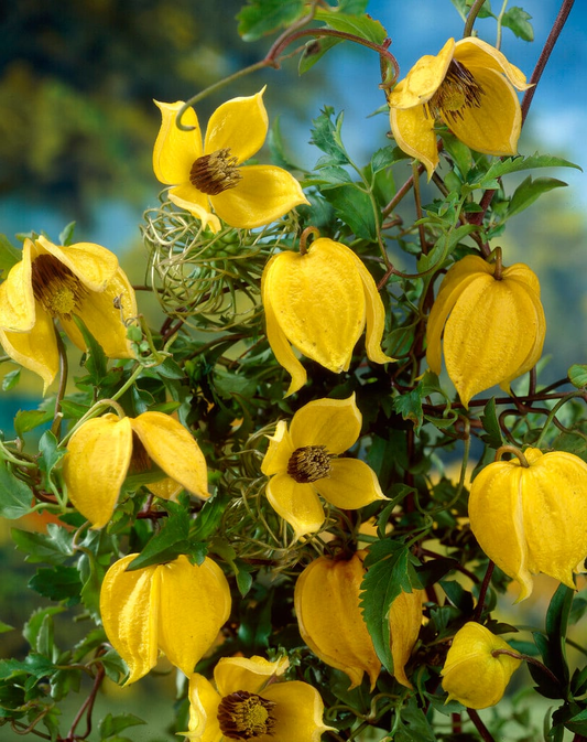 Clematis 'Tangutica' - Gele bosrank