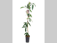 Clematis Armandii 'Apple Blossom' - Wit/roze bosrank