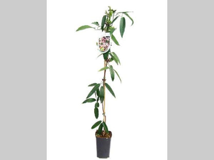 Clematis Armandii 'Apple Blossom' - Wit/roze bosrank