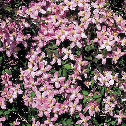 Clematis montana 'Fragrant Spring' - Roze bosrank
