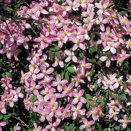 Clematis montana 'Fragrant Spring' - Roze bosrank