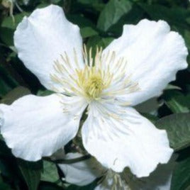 Clematis Montana 'Grandiflora' - Witte bosrank
