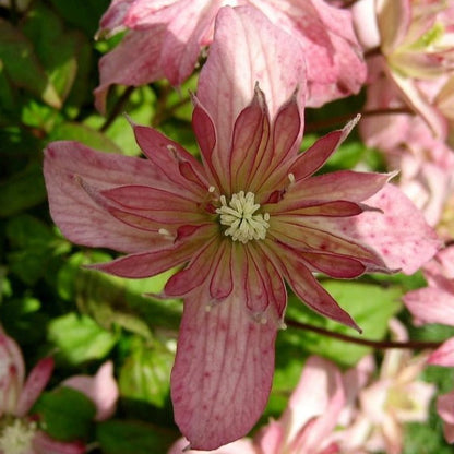 Clematis Montana 'Marjorie' - Roze/gele bosrank