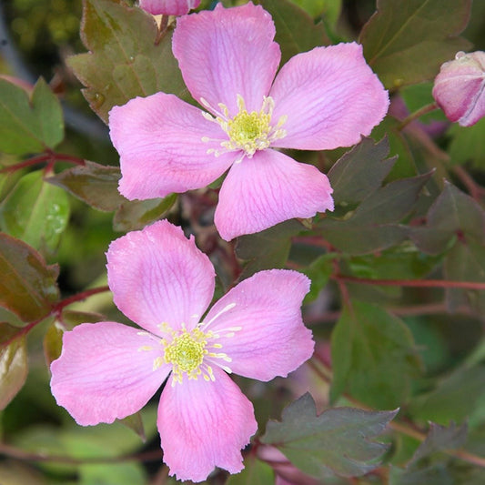 Clematis Montana 'Tetrarose' - Roze bosrank