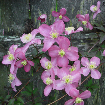 Clematis Montana 'Tetrarose' - Roze bosrank