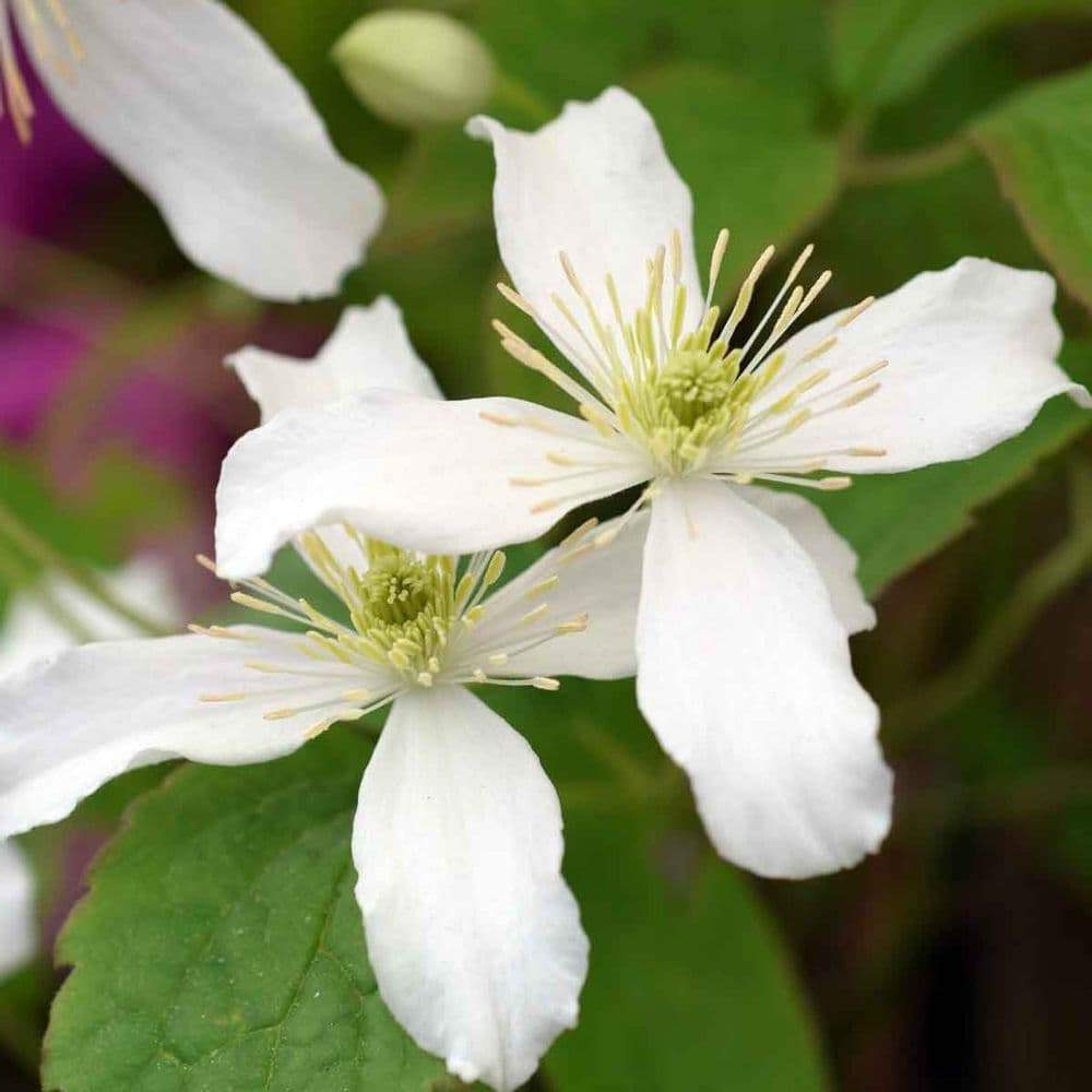 Clematis Montana 'Wilsonii' - Witte bosrank
