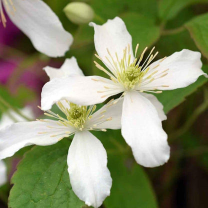 Clematis Montana 'Wilsonii' - Witte bosrank
