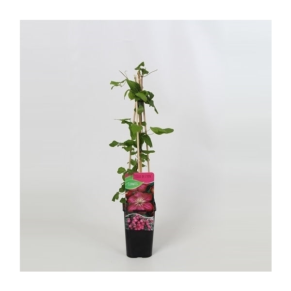 Clematis 'Ville de Lyon' - Roze bosrank