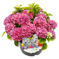 Hydrangea macrophylla 'Colour your Table'® Lila