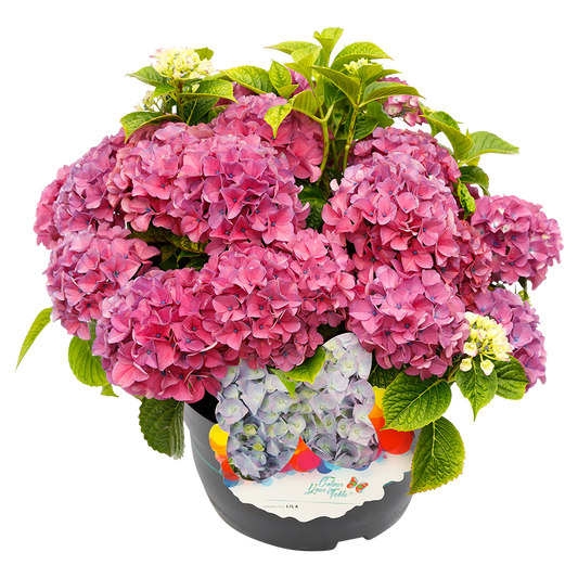 Hydrangea macrophylla 'Colour your Table'® Lila