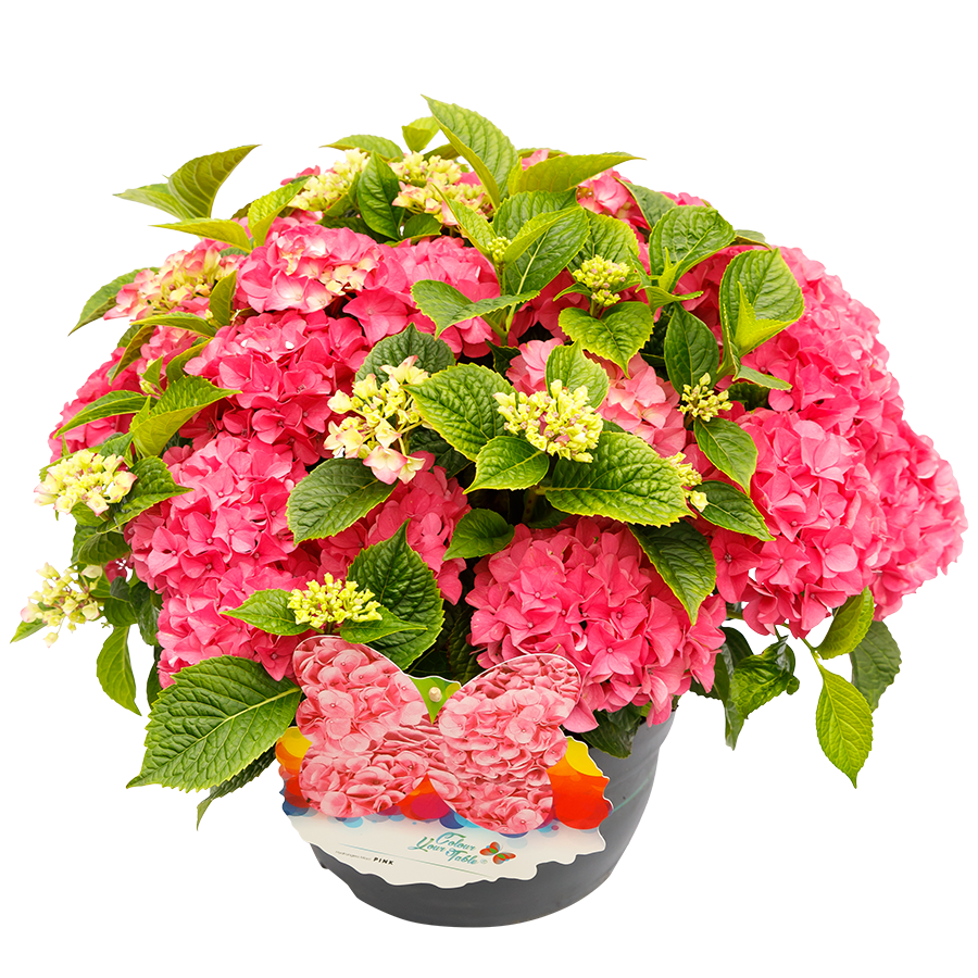 Hydrangea macrophylla 'Colour your Table'® Roze
