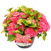 Hydrangea macrophylla 'Colour your Table'® Roze