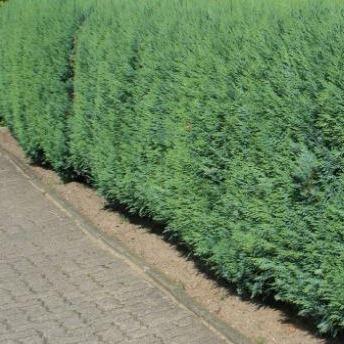 Chamaecyparis lawsoniana 'Columnaris' - Conifeer - pakketten per meter