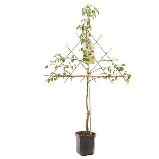 Pyrus comm. Conference - Handpeer Leivorm