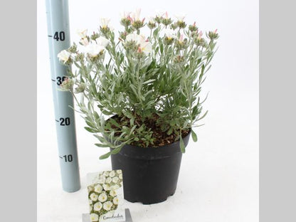 Convolvulus cneorum – Zilverwinde