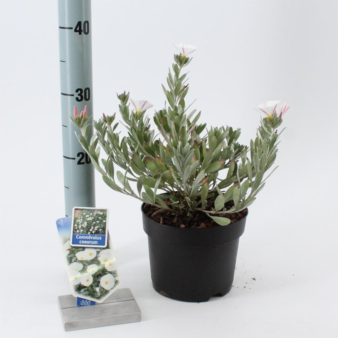 Convolvulus cneorum – Zilverwinde