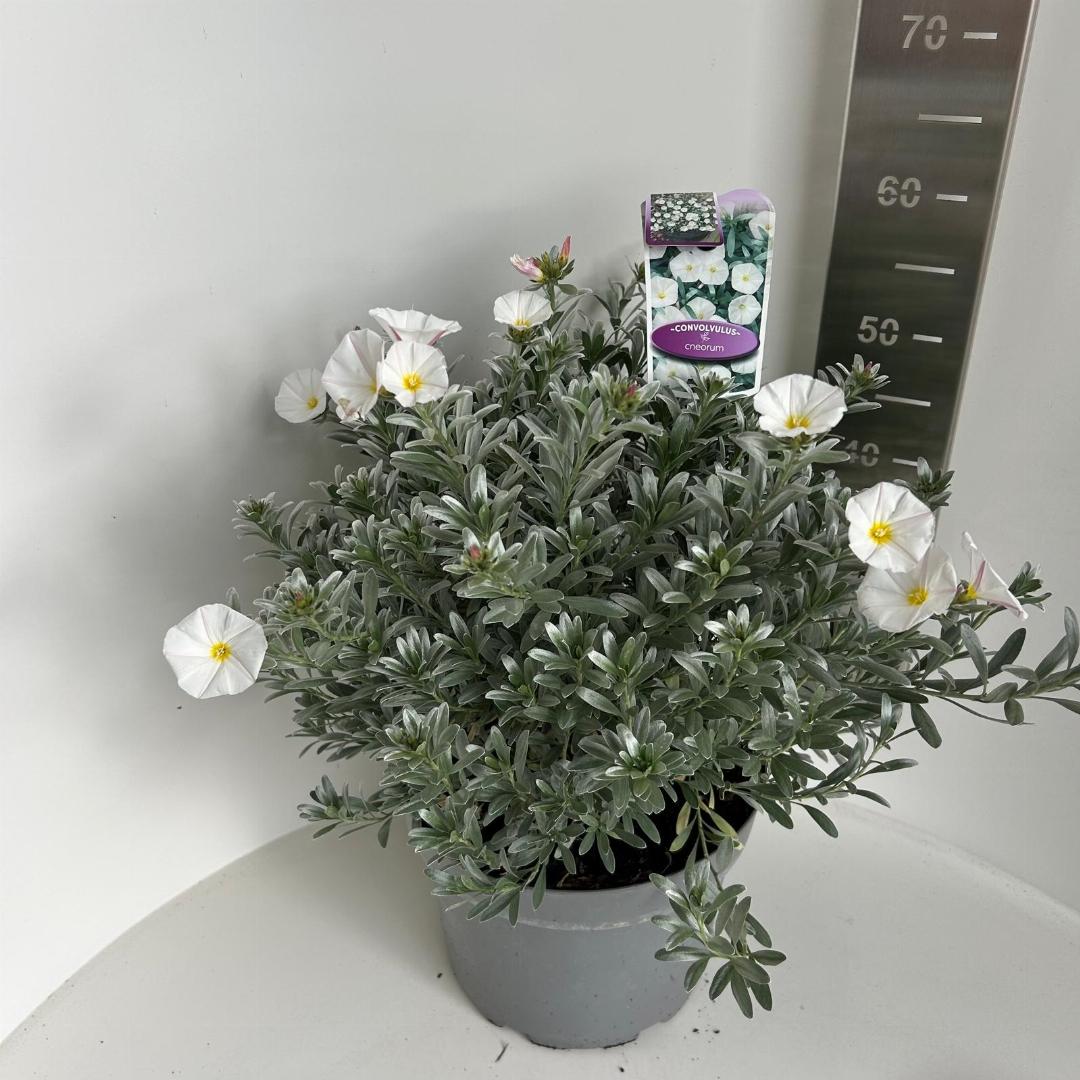 Convolvulus cneorum – Zilverwinde