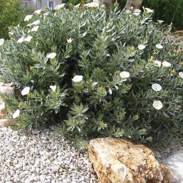 Convolvulus cneorum – Zilverwinde