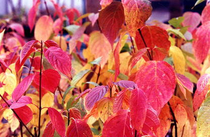 Cornus sanguinea 'Anny's Winter Orange' - Rode kornoelje met kluit