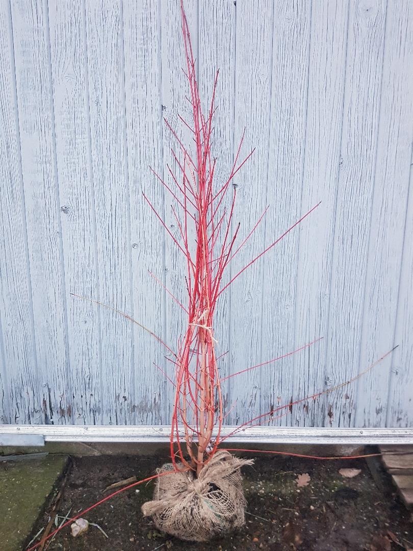 Cornus sanguinea 'Anny's Winter Orange' - Rode kornoelje met kluit