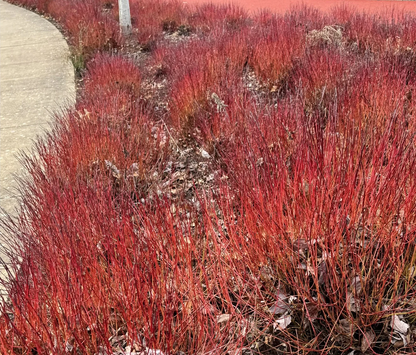 Cornus sericea 'Kelseyi' - Rode kornoelje