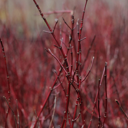Cornus sericea 'Kelseyi' - Rode kornoelje