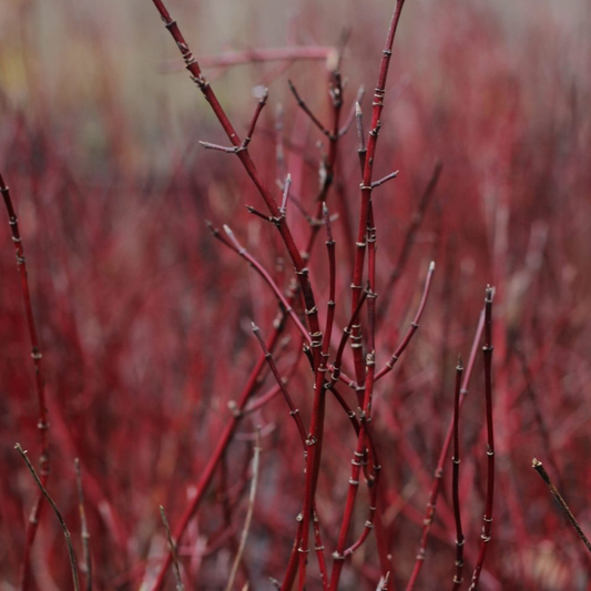 Cornus sericea 'Kelseyi' - Rode kornoelje