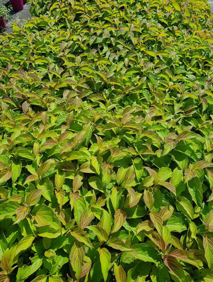 Cornus sericea 'Kelseyi' - Rode kornoelje