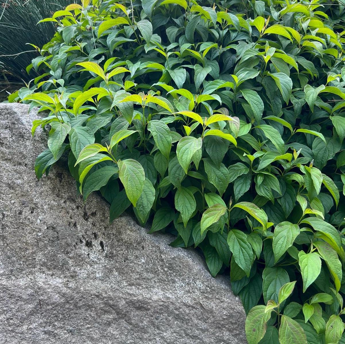 Cornus sericea 'Kelseyi' - Rode kornoelje