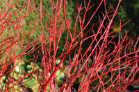 Cornus alba 'Sibirica' -  Siberische kornoelje in pot