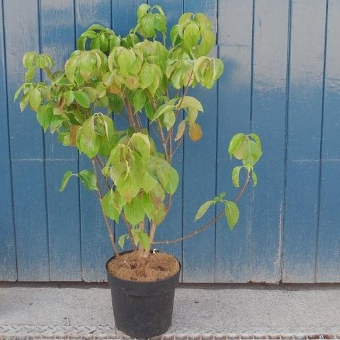 Cornus kousa chinensis - Kornoelje