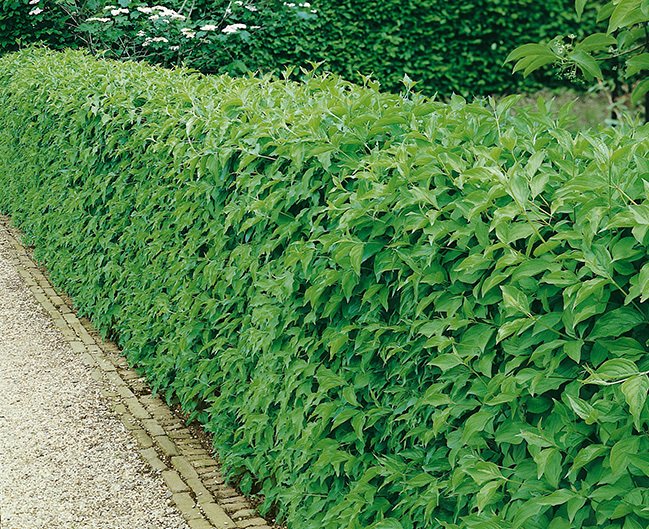 Cornus mas - Gele Kornoelje blote wortel