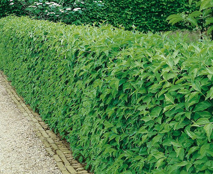 Cornus mas - Gele Kornoelje blote wortel