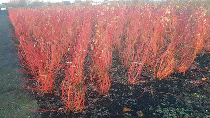 Cornus sanguinea 'Anny's Winter Orange' - Rode kornoelje met kluit