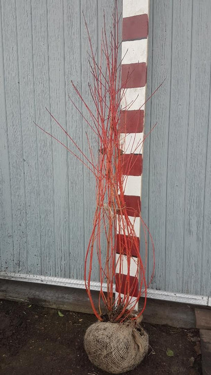 Cornus sanguinea 'Anny's Winter Orange' - Rode kornoelje met kluit